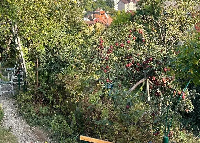 Kuschmann בראשוב